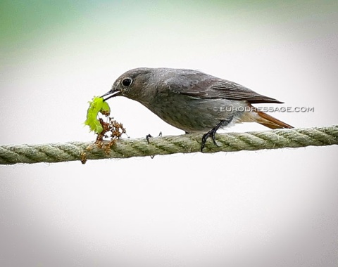 Bird eating caterpillar
