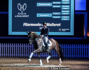Filarmonie de Malleret at the celebrated Haras de Malleret stallion show in February :: Photos © Lilou Lecame