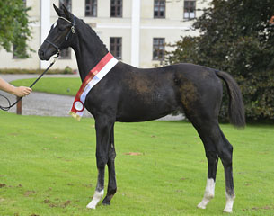 Schwarze Schwalbe Macohl