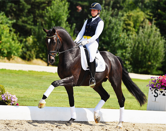 2018 PSI Auction Horse in the Spotlight Evergreen