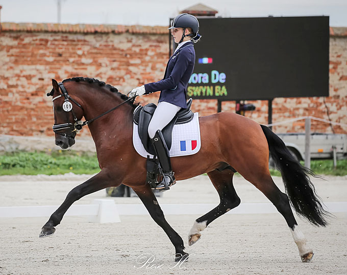 FEI Dressage Pony for Sale Swyn Barrade