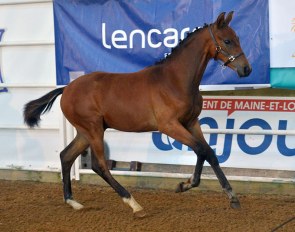 Hamilton d'Echallens