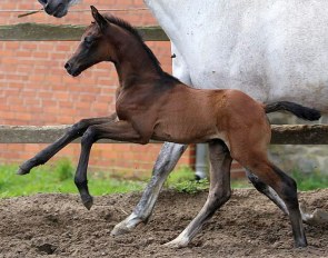 Bel Rubi (by Belissimo M x Rubinstein)