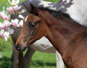 Funfair (by Furstenball x Sir Donnerhall)