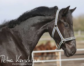 Igritte (by Ibiza x Heinrich Heine)