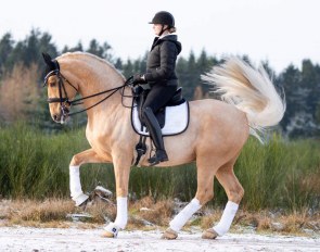 Heimdals Champ (by Skovens Rafael x Castro)