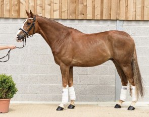 Marac M (by Charmeur x Krack C)