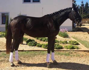 Fantasia (by De Niro x Sandro Hit)