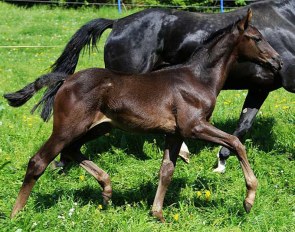 Mastermind (by Maracana x Van Vivaldi)