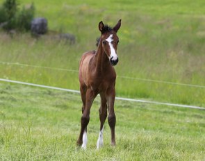 Shakemill's Maxx (by Matador x Michellino)