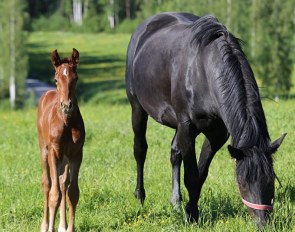 Shakemill's Fenix (by Blue Hors Fifty Cent x Blue Hors Don Olymbrio)