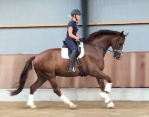 George (by Johnson x Sir Donnerhall)