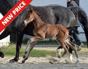 Vilard's Fiolin (by Franklin x Sandro Hit)