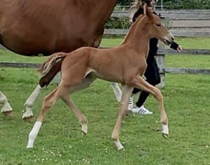 Ozari (by Sorento x Michellino)