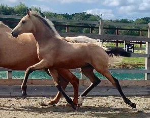 Ohh La La (by Franklin x Treliver Decanter)