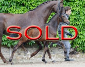 Colt by Zoom x Fidertanz