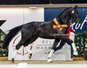 Valencio (by Racoon x Dayano) at the 2024 BWP stallion licensing :: Photo © Dirk Caremans