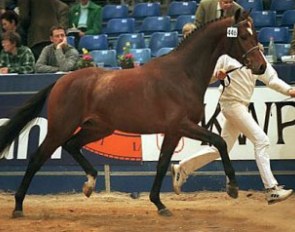 2000 KWPN reserve stallion champion Patrick (by Kennedy) :: Photo © Dirk Caremans