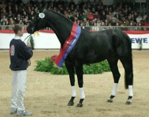 Davidoff E (aka Don Davidoff), Champion of the 2000 Oldenburg Stallion Licensing :: Photo © Sherry White