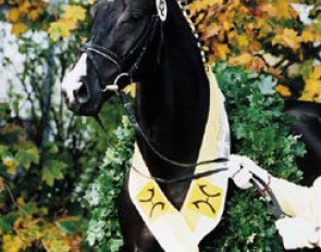 Nobleman, champion of the 2001 Hanoverian Stallion Licensing