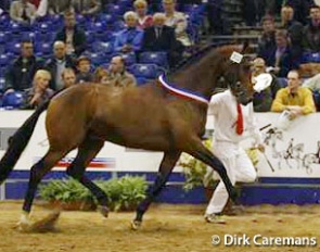 Symfonie, 2002 KWPN Stallion Licensing Champion :: Photo © Dirk Caremans