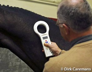 Checking the microchip for the stallion licensing :: Photo © Dirk Caremans