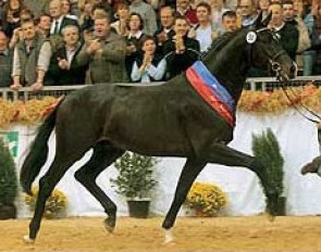 Stedinger, champion of the 2002 Oldenburg Stallion Licensing