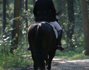 Don Kennedy (Donnerhall x Kennedy) and Anja Engelbart heading towards the show ring through the forest