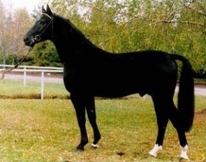 Graf Grannus, Hanoverian Stallion of the Year 2004