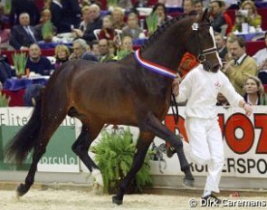 Uptown, champion of the 2004 KWPN Stallion Licensing