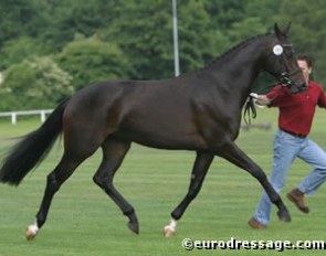 Wertvolle (by Sandro Hit x Weltmeyer), reserve champion at the 2004 Rastede Oldenburg Mare Show