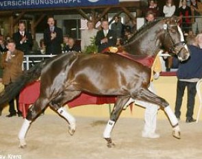 Don Diamond, champion of the 2007 South German Stallion Licensing