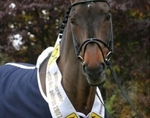 Stakkato, Hanoverian Stallion of the Year 2007