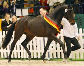 Iskander, champion of the 2008 Trakehner Stallion Licensing :: Photo © Stefan Lafrentz