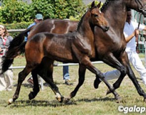 Jil Sandro Real, 2009 BWP Foal Champion :: Photo © Galop.be