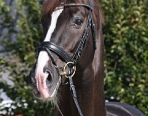 Blue Hors Don Schufro (by Donnerhall x Pik Bube I) :: Photo © Ridehesten.com