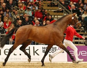 L'Espoir, champion of the 2009 Danish Stallion Licensing :: Photo © Ridehesten.com