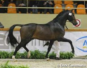 Amazing Star at the 2009 BWP Stallion Licensing :: Photo © Dirk Caremans