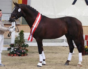 Bellheim, champion of the 2009 Austrian warmblood stallion licensing
