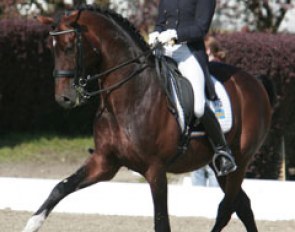 Swedish Rose Mathisen on Bocelli (by Don Schufro). Super talented horse but the rider got tense when he made mistakes. What a pity