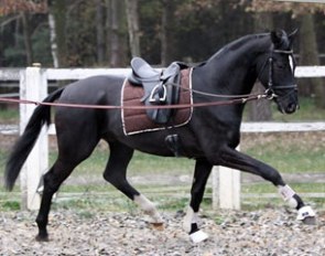 Sir Crusador (by Sir Donnerhall x Lauries Crusador xx) in training for the 2012 Belgian Warmblood Stallion Licensing