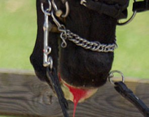 Horse bleeding from the mouth at a competition in Belgium :: Photo © Hippiaden.com