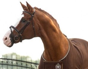 The 18-year old Hanoverian stallion White Star