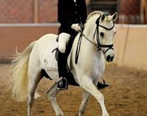 Luca Michels & Dein Freund started off with bad luck. Just when the bell rang the stallion spooked & Luca had no choice but to begin the test. The boy kept his nerve, though, and the pair showed a lovely canter tour with textbook connection.