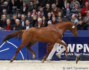 Deejay at the 2011 KWPN Stallion Licensing in February  :: Photo © Dirk Caremans