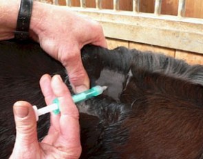 Micro-chipping a horse
