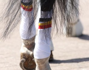 A Belgian team pony at the 2011 CDI-PJYR Roosendaal :: Photo © Astrid Appels