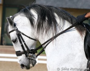 Lovera Stud's Andalusian stallion Norte