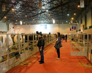The 2011 SICAB, biggest horse fair in Spain