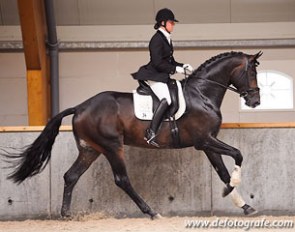 Davino VOD at the 2011 KWPN Stallion Performance Testing in Stegeren :: Photo © Esmee van Gijtenbeek